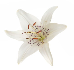 lily flower