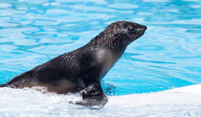 fur seal on a white dolphin in the pool