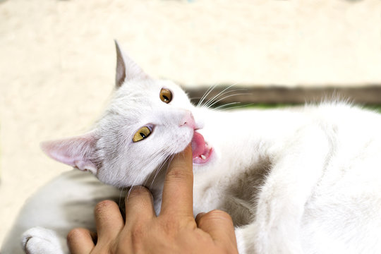 Gato que muerde