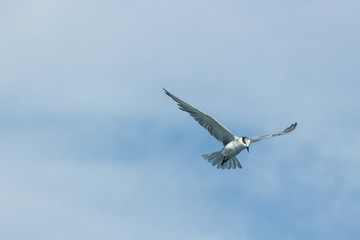 Tern Bird in the sky