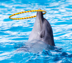 dolphin spinning hoop in the pool © schankz