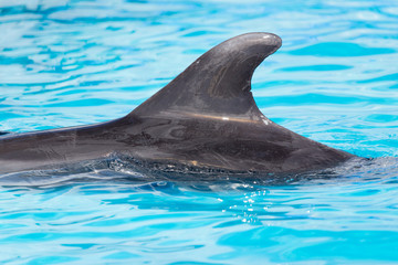 fin dolphin in the pool