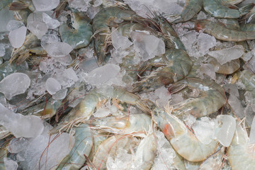 Fresh prawns at the market