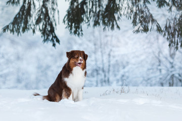 Dog breed Australian Shepherd, Aussie,