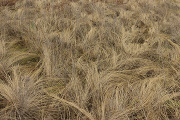 Текстура сухой травы.