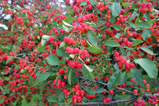 Crab Apple