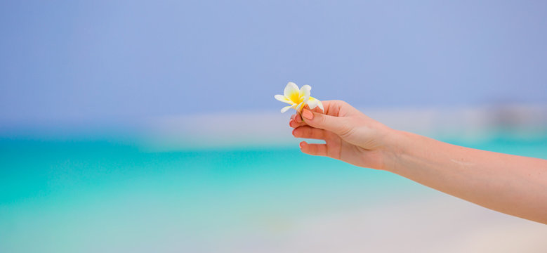 Fototapeta Beautiful frangipani flowers background turquoise sea on white beach