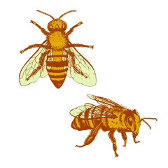 Bee vintage vector set