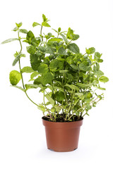 Куст душистой мяты в горшке на белом фоне