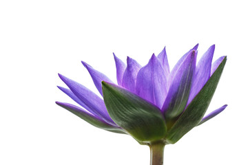 Beautiful purple Waterlily,aquatic plants grow in the pond