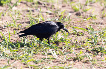 black crow in the grass on the nature