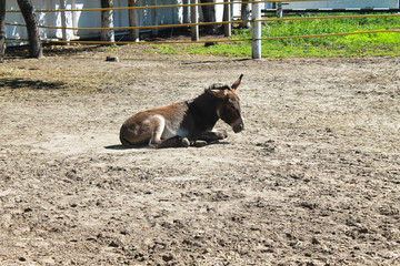 Donkey in a paddock