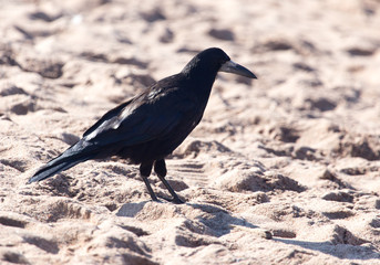black crow on the sand