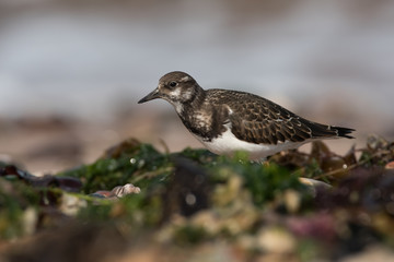 Ruddy Turnstone, Turnstone , Arenaria interpres