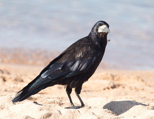 black crow on the sand