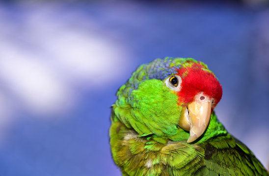 Fototapeta Mexican Red Head Amazon