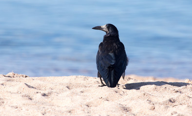 black crow on the sand