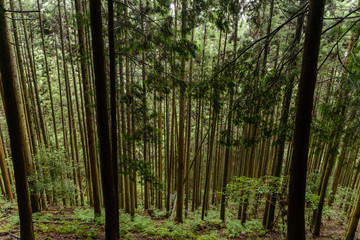 Coniferous Forest
