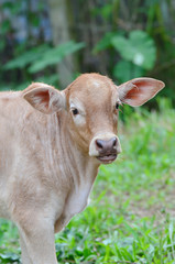 A calf, close up.