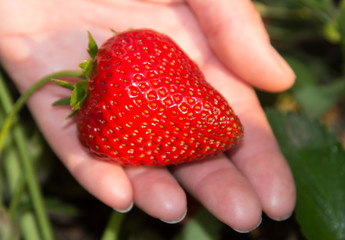 Big red and ripe strawberry in hand on a bed, garden