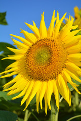 Close up on  sunflower on the sunflowers field.