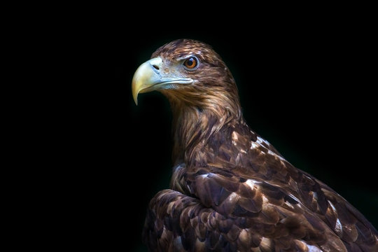 Eagle portrait isolated on black background