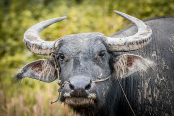 Buffalo is the famous animal for used in local agriculture in Thailand.