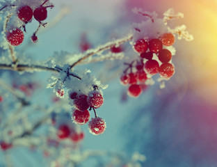 Red berries of viburnum with hoarfrost on the branches . closeup