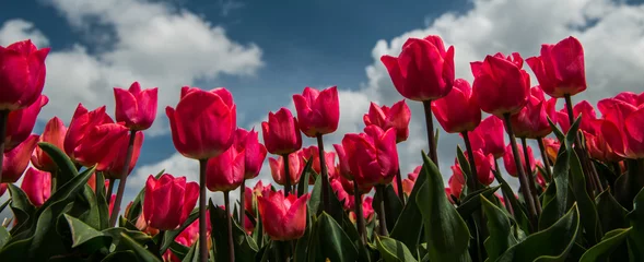 Cercles muraux Tulipe Champ de tulipes