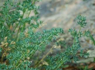 Artemisia tanacetifolia