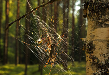 Cobweb on birch