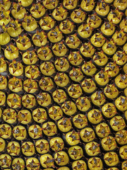 Inflorescences of sunflower, Blütenstände der Sonnenblume