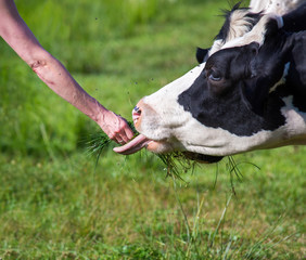 Eine Kuh auf der Weide wird gefüttert