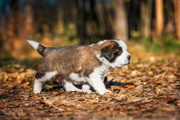 Saint bernard puppy walking in the park in autumn