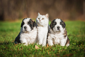 Naklejka na ściany i meble Saint bernard puppies with a british shorthair cat