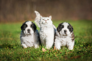 Fototapeta na wymiar Saint bernard puppies with a british shorthair cat