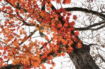 楓の紅葉