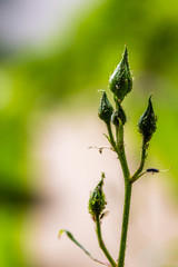 Bud