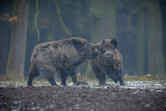 Fototapeta Two big wild boar males fighting in the european forest/wild animal in the nature habitat/Czech Republic