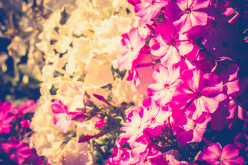 Bright Hydrangea Flowers Retro