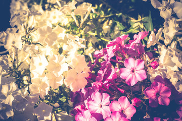 Bright Hydrangea Flowers Retro