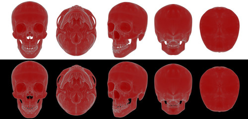 3d render medical illustration of the skull