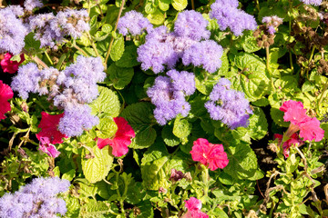 Flowers in the Garden