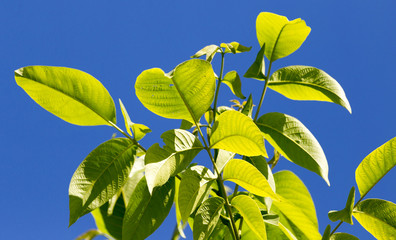 Obraz premium walnut leaves in nature