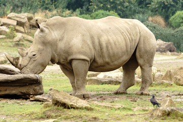 Fototapeta premium Rino