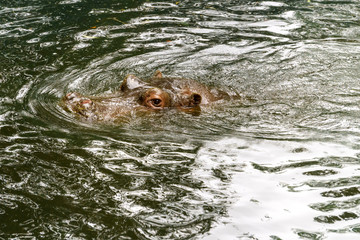 Obraz premium Hippopotamus in the lake