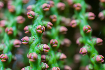 Obraz premium macro detail of a green tropical plant