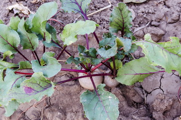 Organic farming of beetroot with  crops  in the vegetable garden, Zavet town, Bulgaria  