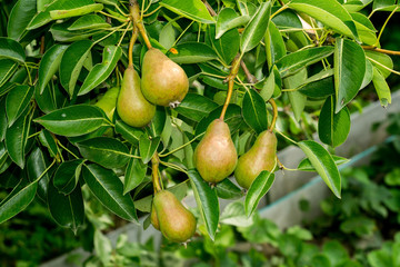 Small Pears on Branch