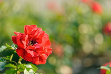 Blooming red rose